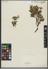 Foto von Salix serpyllifolia Scop.